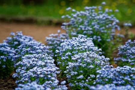 blue little flowers on bush, Meadow plant background: forget-me-not close up and green grass. Shallow DOFの写真素材