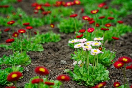 Vintage little red flowers with white head in center, nature beautiful, toning design spring nature, sun flowerbed plants.の写真素材