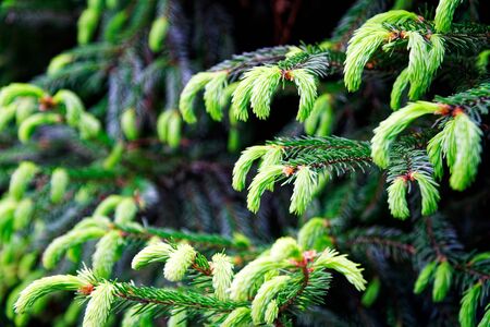 Young fir needles, green background nature texture.の写真素材