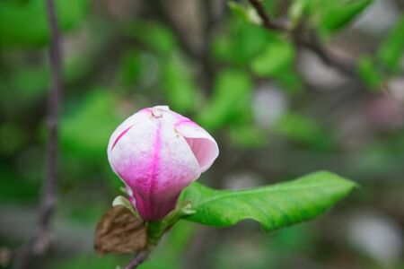 Magnolia tree head. Pink magnolias in spring day. Beautiful pink magnolias on blue sky background. Blooming Magnolia flowers and stunning buds in spring season. Warmest colors of magnolia flowersの写真素材