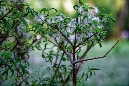 Poplar fluff on the ground like summer snow, sunny day in public park. Flying white poplar fluff. Beautiful green leaf on the branch of a tree with the sun backlighting.の写真素材
