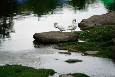 Swans couple on lake. Ducks and white swans in the reserve.の写真素材
