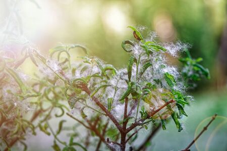 Poplar fluff on the ground like summer snow, sunny day in public park. Flying white poplar fluff. Beautiful green leaf on the branch of a tree with the sun backlighting.の写真素材