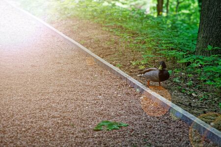 Mallard Duck close-up in forest footpath, Nature Green Bird Wildlife.の写真素材