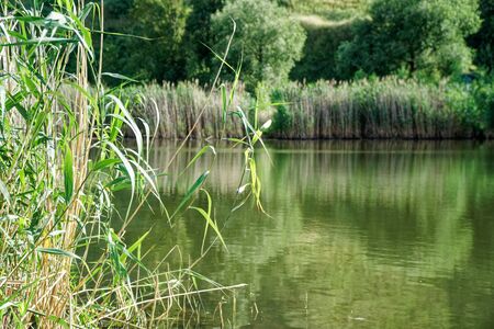 Reeds and clouds reflect in pond, romantic mood fresh breath.の写真素材