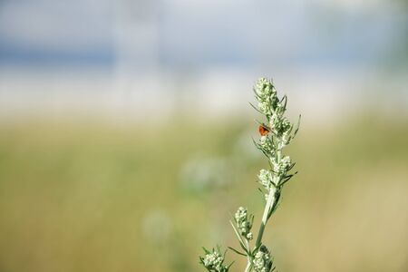 Burdock and ladybug Closed Inflorescence, Arctium tomentosum, defocused background.の写真素材