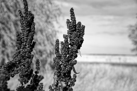 Grain Sorghum grass, red herb, defocused background.の写真素材