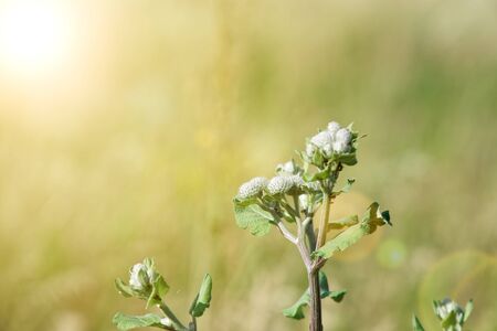 Burdock Closed Inflorescence, Arctium tomentosum, defocused background.の写真素材