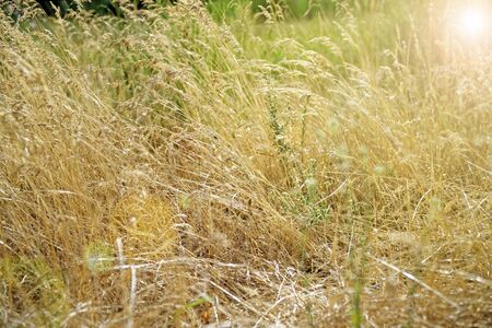 Yellow field of grass during sunset. Dry grass fieldの写真素材