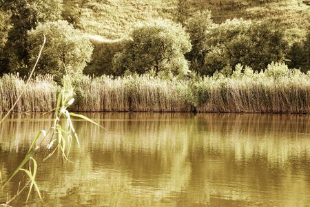 Reeds and clouds reflect in pond, romantic mood fresh breath.の写真素材