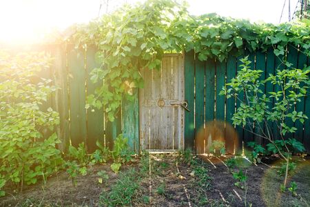 Old wooden door in greenery with sun beams, sun break and shadows. Green wooden fence.の写真素材