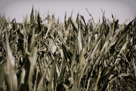 Corn grown in farmland, green cornfield, field of harvest.の写真素材