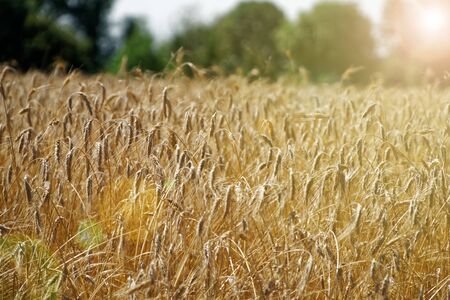 Wheat field. Background of ripening ears of wheat. Harvest and food concept.の写真素材