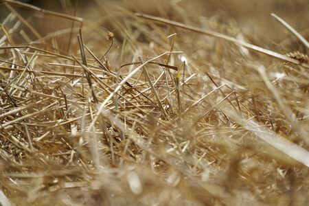 Wheat field. Background of ripening ears of wheat. Harvest and food concept.