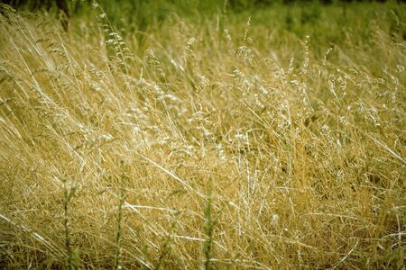 Yellow field of grass during sunset. Dry grass fieldの写真素材