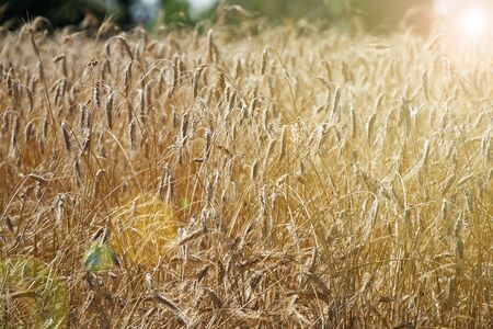Wheat field. Background of ripening ears of wheat. Harvest and food concept.の写真素材