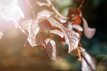Purple tree leaves. Amazing colorful background of autumn maple tree leaves background close up. Multicolor maple leaves autumn background. High quality resolution picture.の写真素材