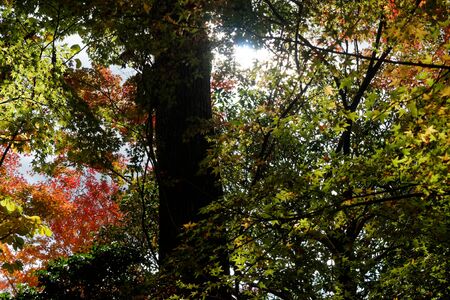 Sun breaks through the branches of the trees. Beautiful morning scene, sun rays break through the branches of treesの写真素材