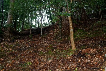Old Tree roots in park Sybmol of source.の写真素材