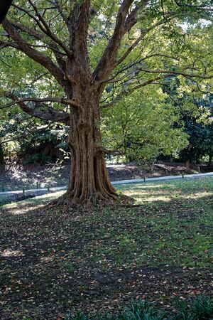 Public Park in Tokyo trees with green crown. Shadows and silence