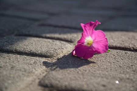 Flower growing on crack in old asphalt pavement.の写真素材