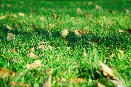 Fresh grass with close up stem and field flowersの写真素材