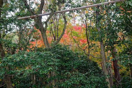 Vibrant red maple tree in autumn sunny day.の写真素材