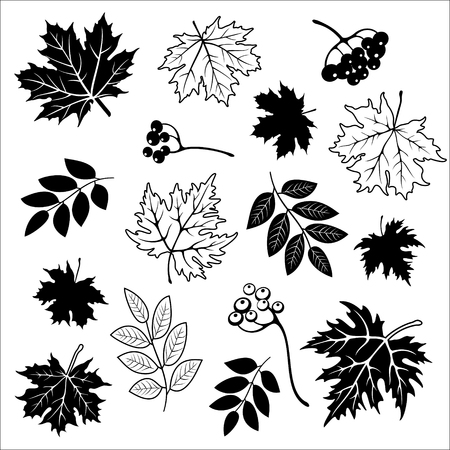 Isolated silhouettes of autumn leaves. Vector set of hand drawn llustrations on white background.のイラスト素材
