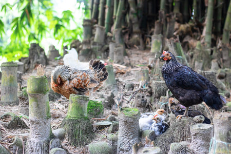Hen and chicken in the farm,Thailand,selective focusの写真素材