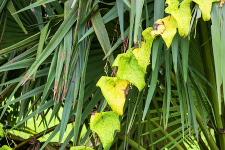 Green leaves of palm tree in the garden. Tropical plant background.