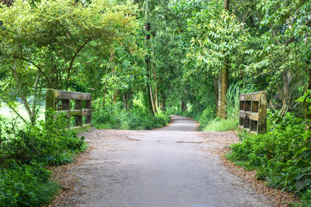Pathway in the park with trees and wooden fence in the background