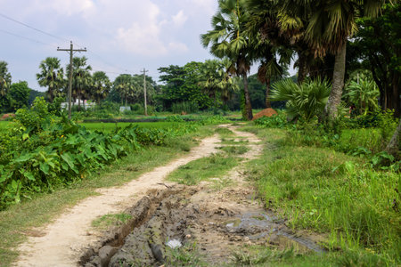 Country road in the middle of the rice fields in the countryside.の写真素材