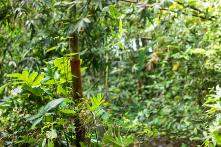 Tropical jungle with green leaves and bamboo fence, Thailand.