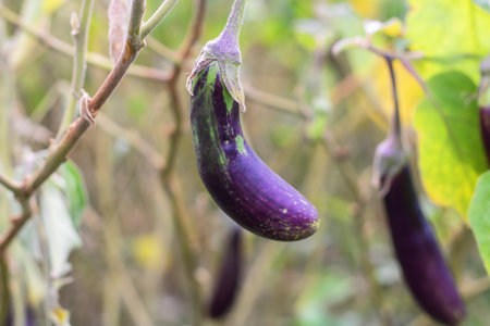 Purple eggplants on the tree in the garden, stock photoの写真素材