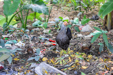black chicken on the ground in the garden.の写真素材