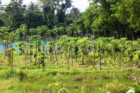 Cucumber plantation in the countryside of Sri Lanka, Asia.の写真素材