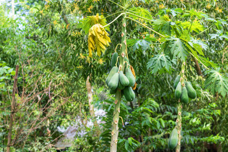 Papaya fruit on the tree in the garden, Thailand.の写真素材