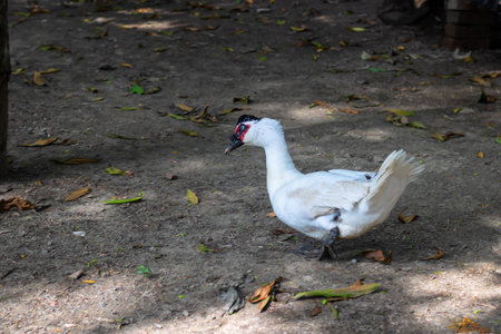 White duck on the ground in a public park in Bangkok, Thailandの写真素材