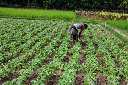 Agriculturist working in the rice field in the morning.の写真素材