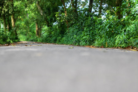 Asphalt road in the forest with green leaf background, stock photoの写真素材
