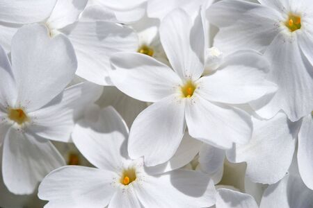 White phloxesの写真素材