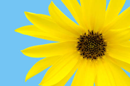 Daisyの写真素材