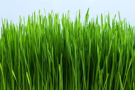 Grass