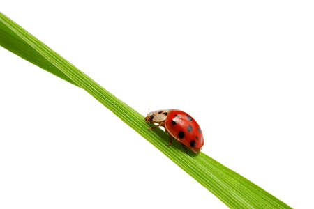 Ladybugの写真素材