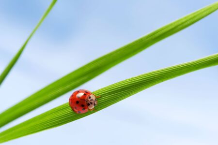 Ladybugの写真素材
