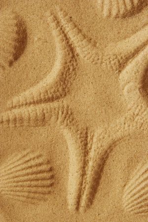 Shell printsの写真素材