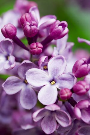 Lilac