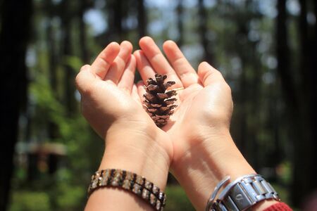 Pinecone