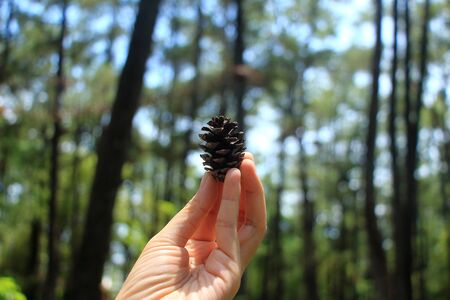 Pinecone on handの写真素材