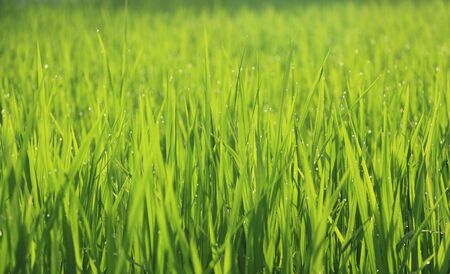 Green Ricefield Wallpaperの写真素材